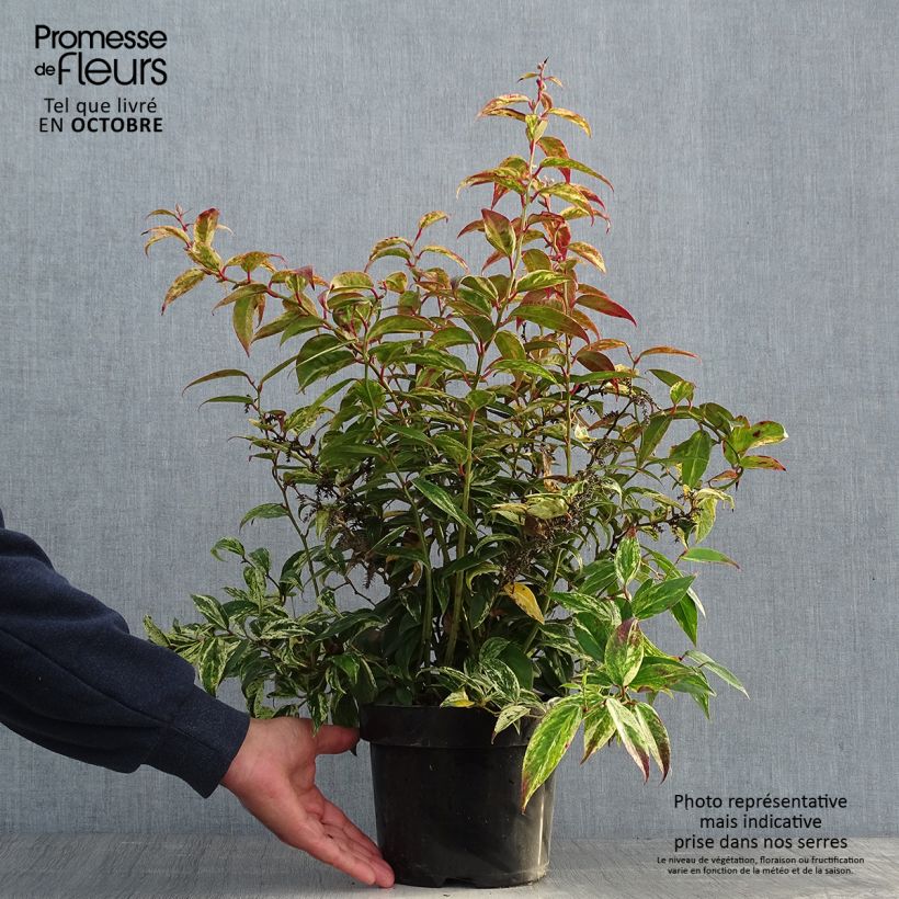Esemplare di Leucothoe fontanesiana Makijaz Vaso da 3L/4L come consegnato in autunno