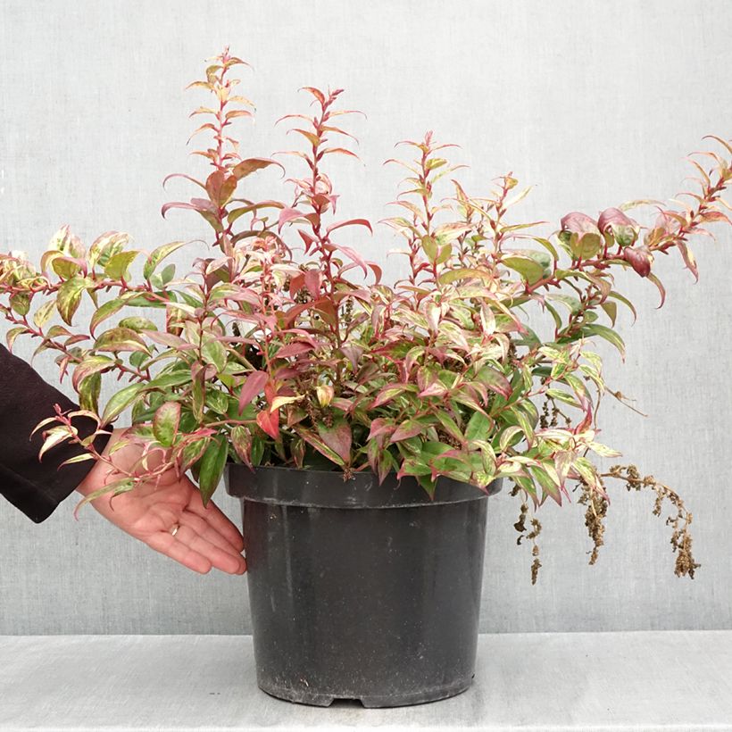 Esemplare di Leucothoe fontanesiana Makijaz Vaso da 7,5L/10L come consegnato in autunno