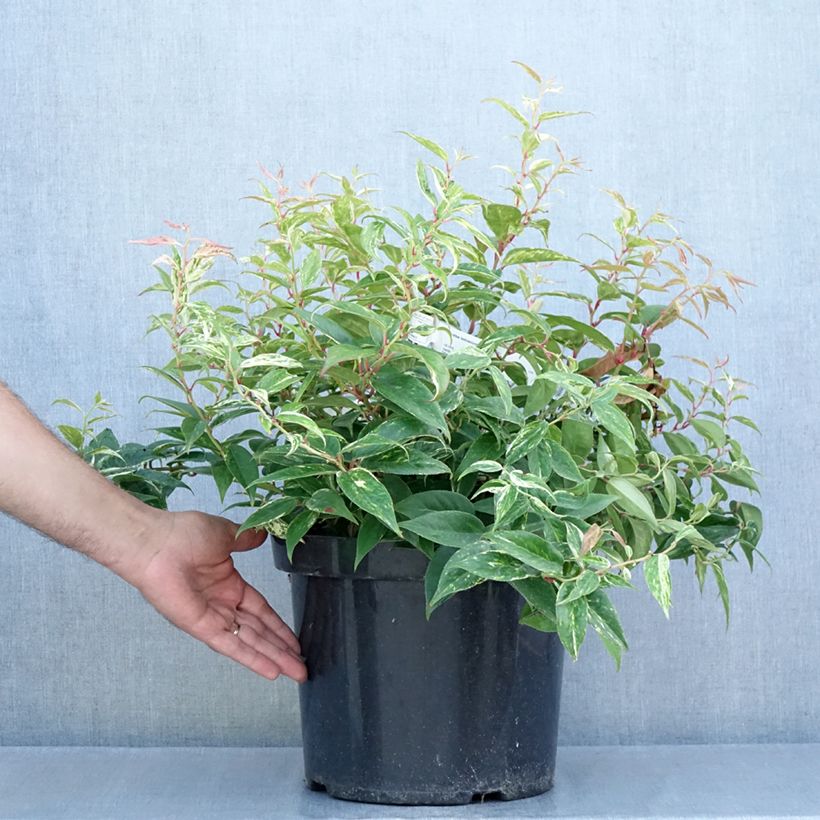 Esemplare di Leucothoe fontanesiana Makijaz Vaso da 7,5L/10L consegnato in estate