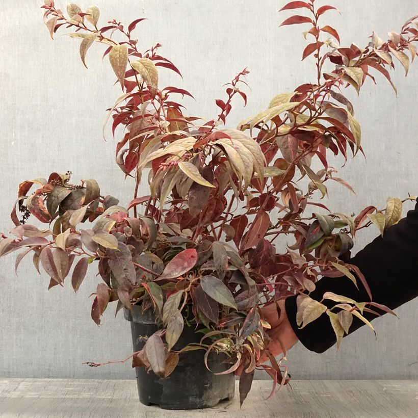 Esemplare di Leucothoe fontanesiana Rainbow Vaso da 7,5L/10L come consegnato in autunno