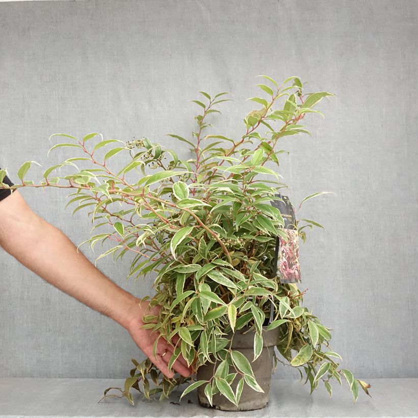 Esemplare di Leucothoe fontanesiana Whitewater Vaso da 4L/5L consegnato in estate