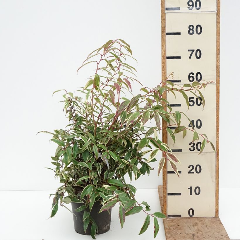 Leucothoe fontanesiana Whitewater Vaso da 4L/5L esemplare consegnato in inverno