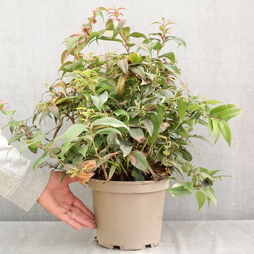 Esemplare di Leucothoe fontanesiana Dark Diamond Vaso da 4L/5L come consegnato in autunno