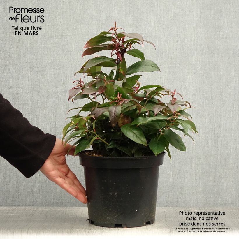 Leucothoe fontanesiana Dark Diamond Vaso da 4L/5L esemplare consegnato in primavera