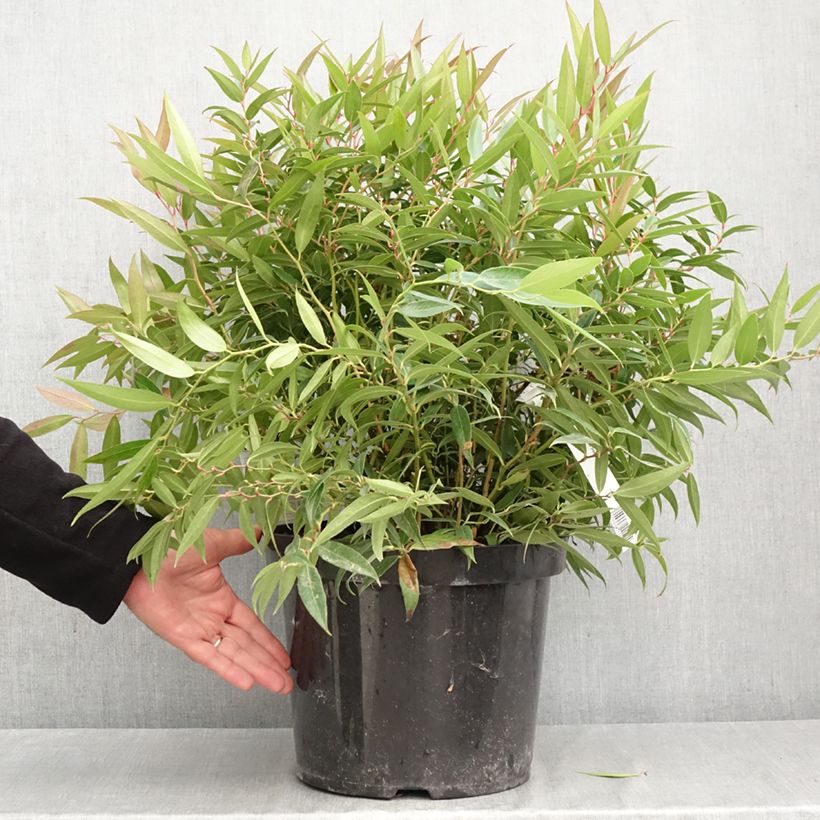 Esemplare di Leucothoe keiskei Burning Love Vaso da 7,5L/10L come consegnato in autunno