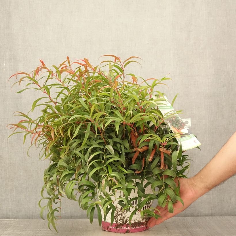 Esemplare di Leucothoe keiskei Halloween Vaso da 4L/5L consegnato in estate