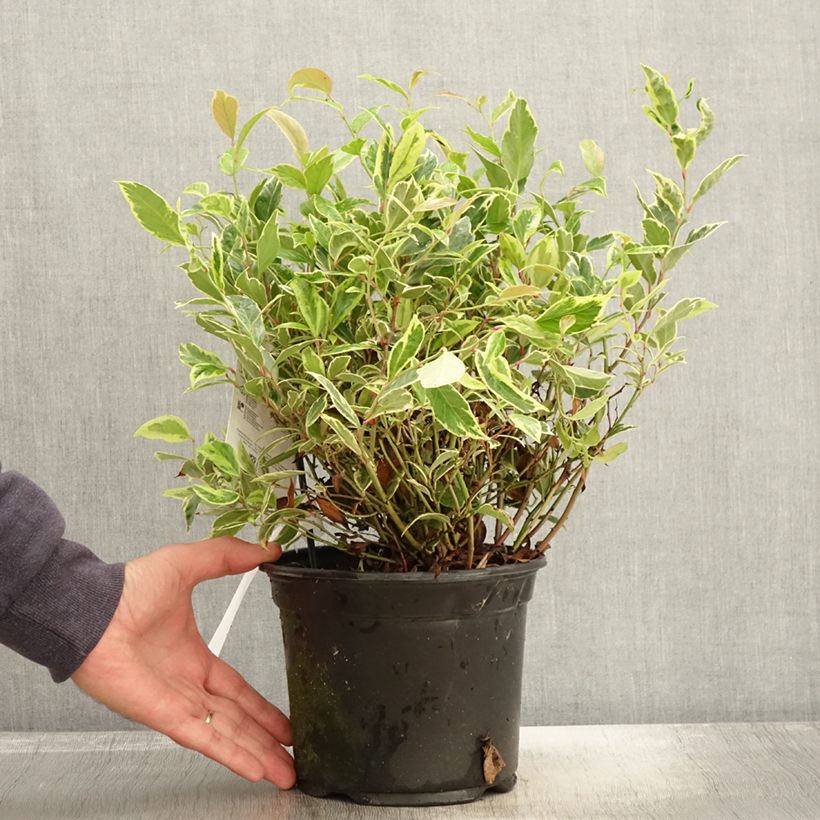 Esemplare di Leucothoe walteri Firestar Vaso da 2L/3L come consegnato in autunno