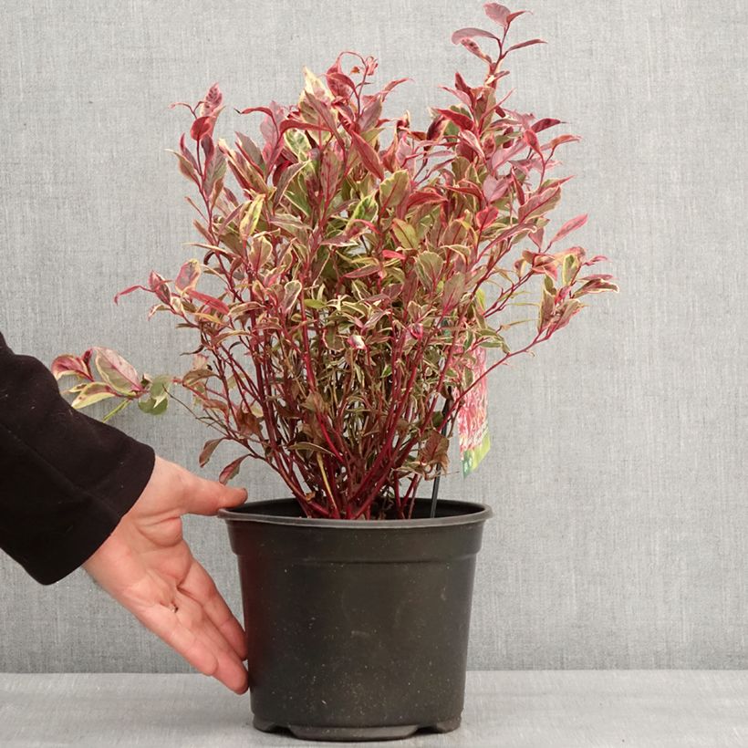 Leucothoe walteri Firestar Vaso da 2L/3L esemplare consegnato in inverno