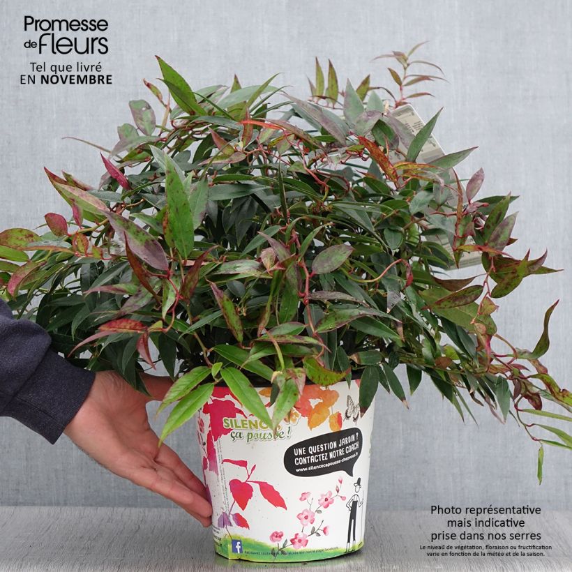 Esemplare di Leucothoe walteri Royal Ruby Vaso da 2L/3L come consegnato in autunno