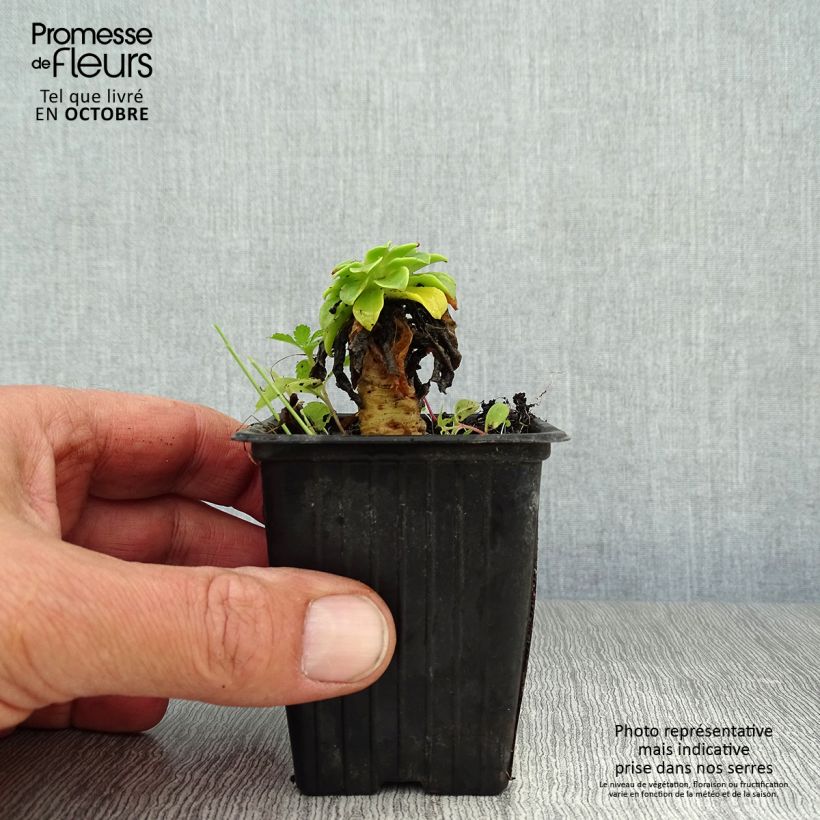 Esemplare di Lewisia cotyledon Mix Vasetto da 7/8 cm come consegnato in autunno