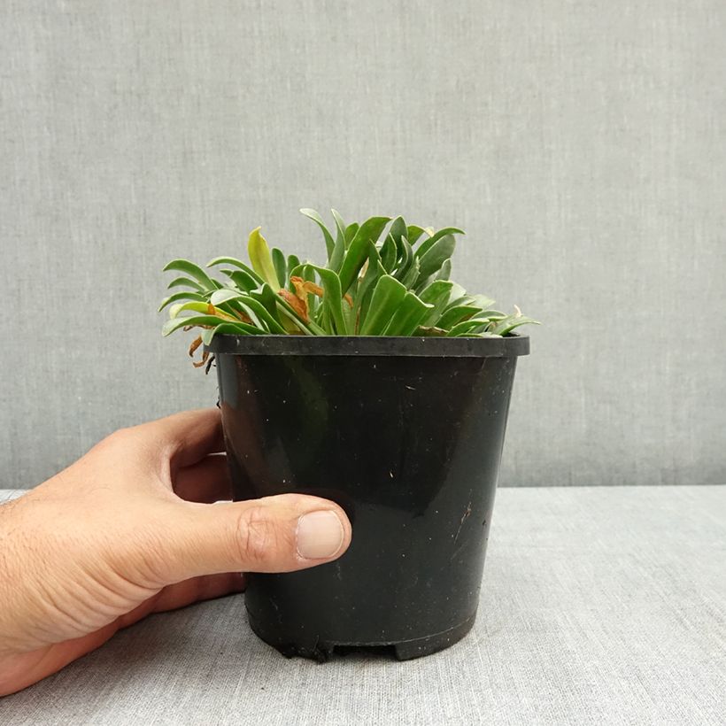 Esemplare di Lewisia Little Peach Pot de 1,5L/2L consegnato in estate