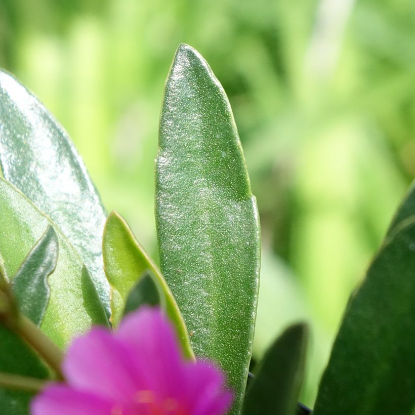 Lewisia Little Raspberry (Fogliame)