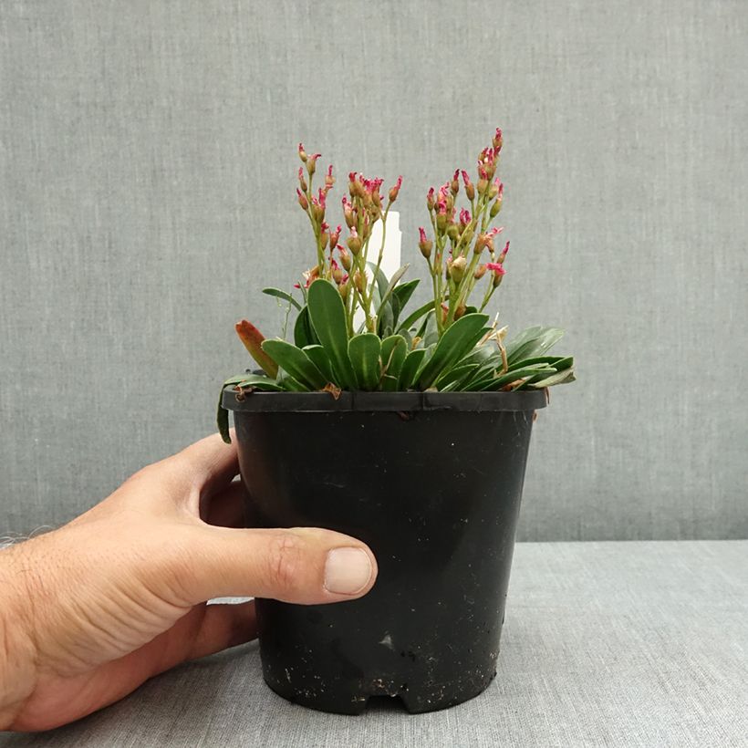 Esemplare di Lewisia Little Raspberry Vaso da 1,5L/2L consegnato in estate