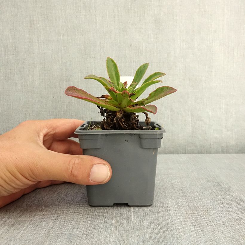 Esemplare di Lewisia Safira Tropic Pink Godet de 8/9 cm consegnato in estate