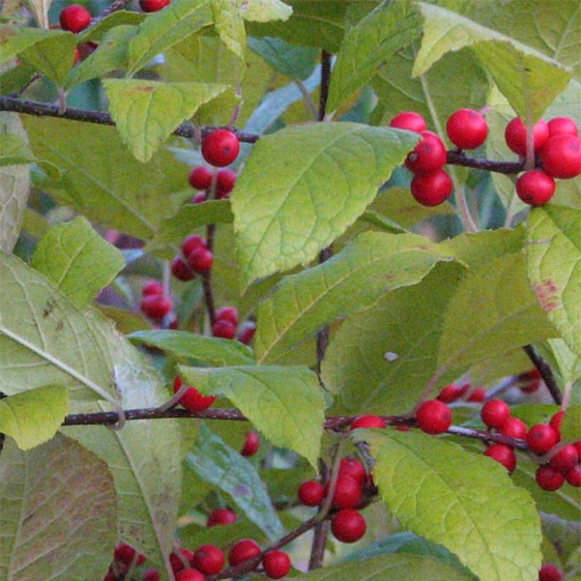 Ilex verticillata - Agrifoglio (Fogliame)