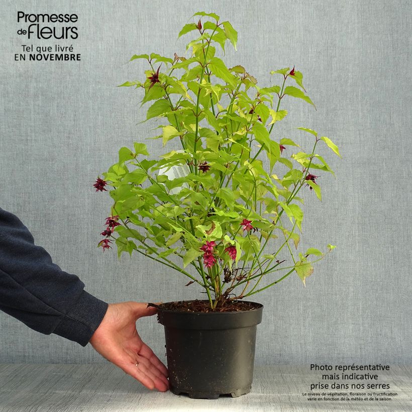 Esemplare di Leycesteria formosa Golden Lanterns Vaso da 2L/3L come consegnato in autunno