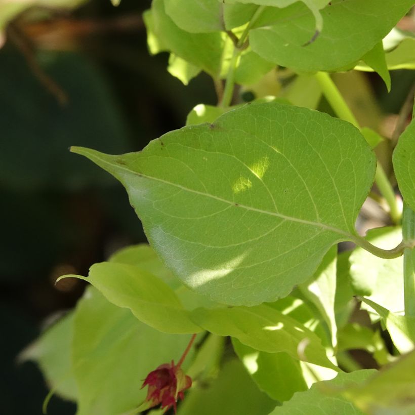 Leycesteria formosa Little Lanterns (Fogliame)
