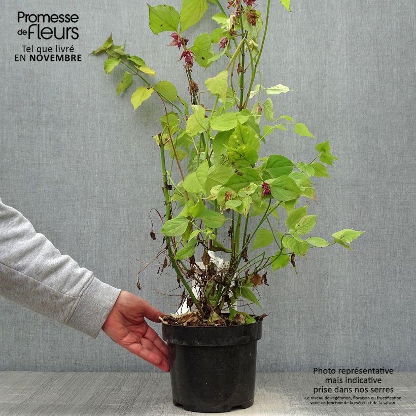 Esemplare di Leycesteria formosa Little Lanterns Vaso da 3L/4L come consegnato in autunno