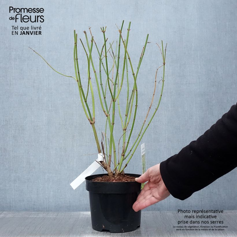 Leycesteria formosa Little Lanterns Vaso da 3L/4L esemplare consegnato in inverno