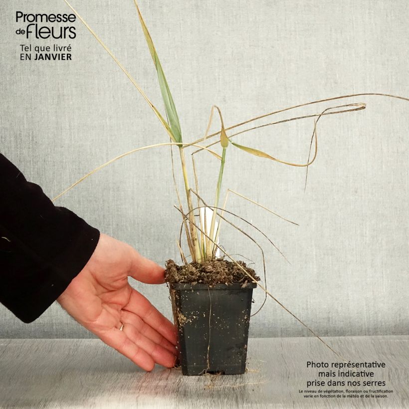 Leymus arenarius - Orzo delle sabbie Vasetto da 8/9 cm esemplare consegnato in inverno