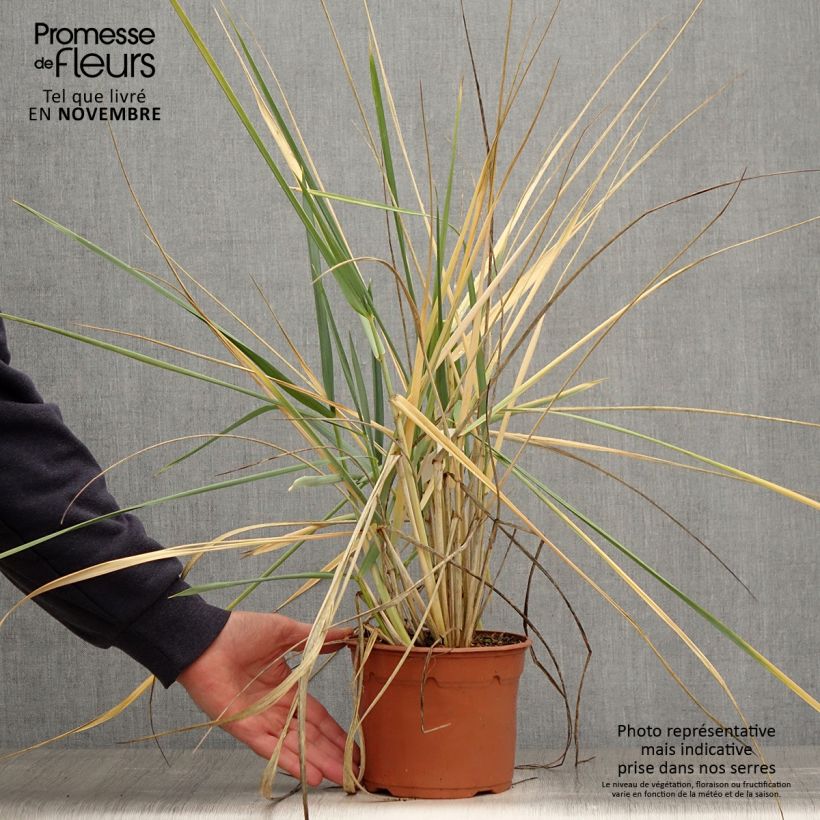 Esemplare di Leymus arenarius - Orzo delle sabbie Vaso da 2L/3L come consegnato in autunno