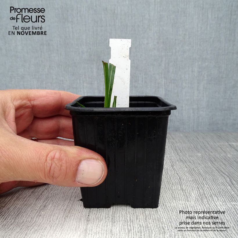Esemplare di Liatris spicata - Liatride a spighe Vasetto da 8/9 cm come consegnato in autunno