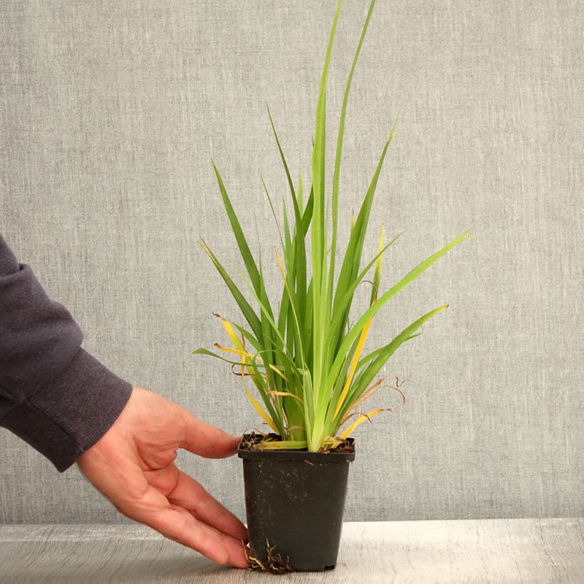 Esemplare di Libertia formosa Vasetto da 8/9 cm come consegnato in autunno
