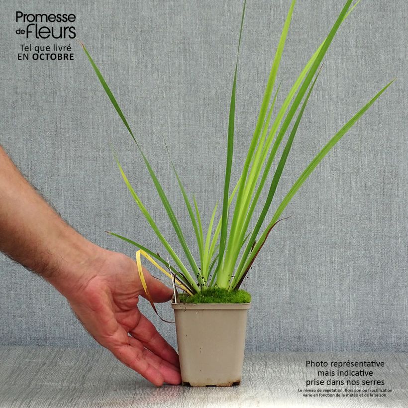 Esemplare di Libertia grandiflora Vasetto da 8/9 cm come consegnato in autunno