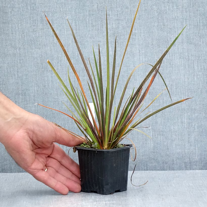 Esemplare di Libertia ixioides Taupo Sunset Vasetto da 8/9 cm consegnato in estate