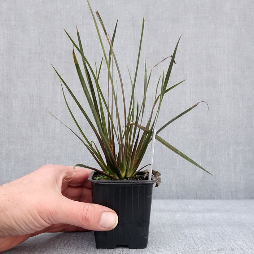 Libertia ixioides Taupo Sunset Vasetto da 8/9 cm esemplare consegnato in inverno