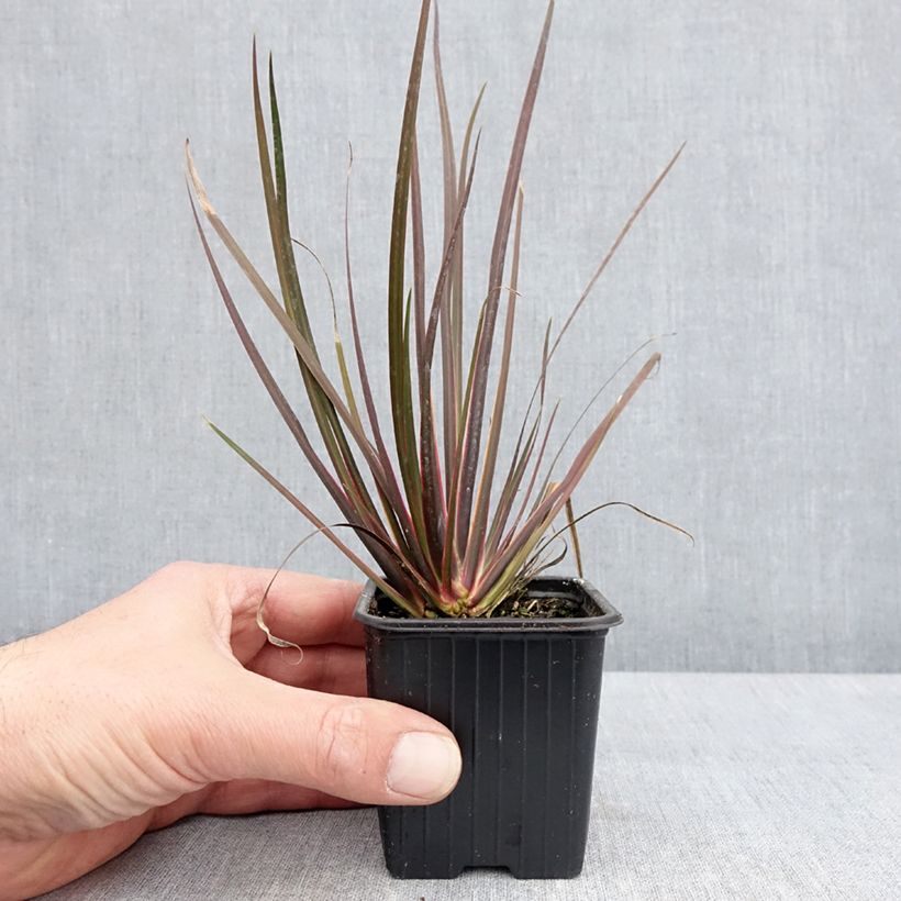 Libertia ixioides Taupo Sunset Vasetto da 8/9 cm esemplare consegnato in primavera