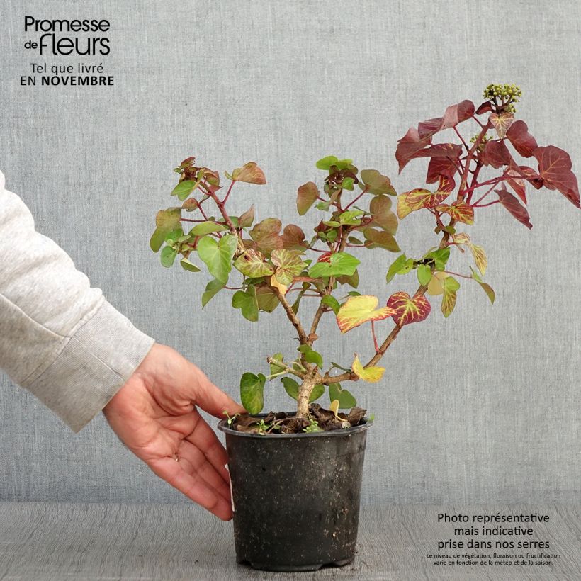 Esemplare di Hedera hibernica Arbori Compact - Edera irlandese Vaso da 2L/3L come consegnato in autunno