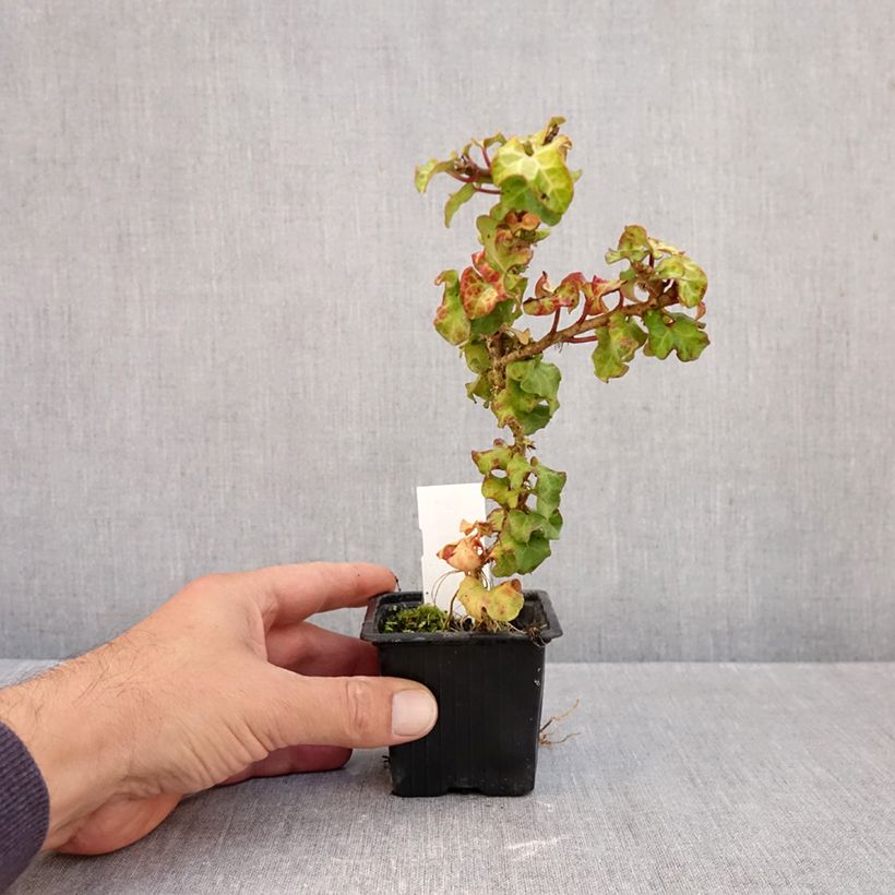 Esemplare di Hedera helix Conglomerata - Edera Vasetto da 8/9 cm come consegnato in autunno