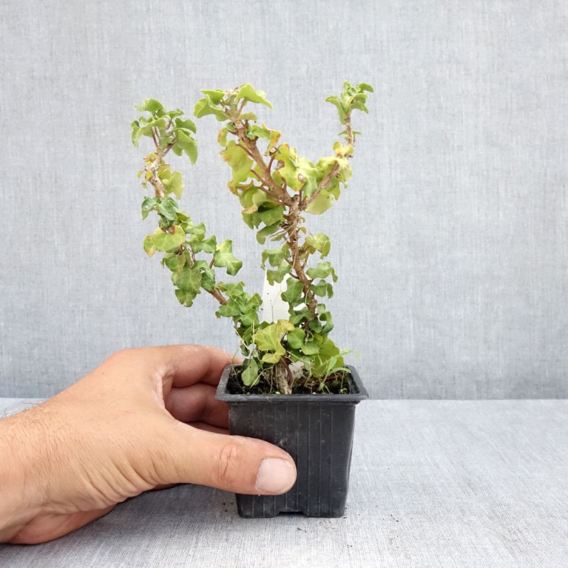 Esemplare di Hedera helix Conglomerata - Edera Vasetto da 8/9 cm consegnato in estate