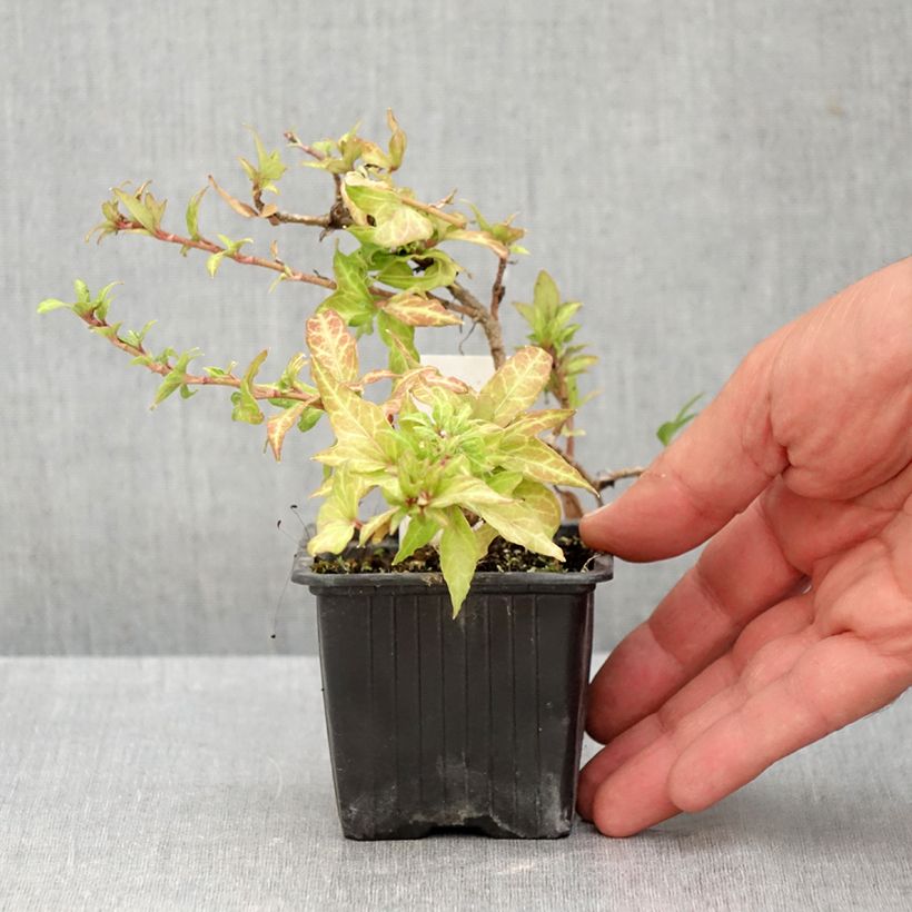 Esemplare di Hedera helix Clotted Cream - Edera Vasetto da 8/9 cm consegnato in estate