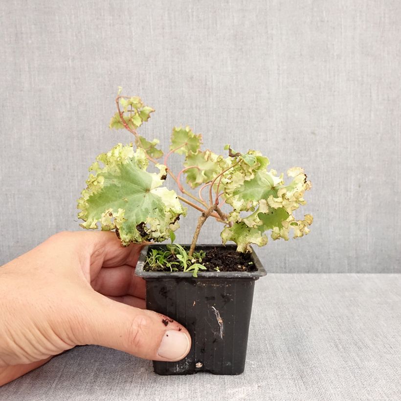 Esemplare di Hedera helix Clotted Cream - Edera Vasetto da 8/9 cm come consegnato in autunno