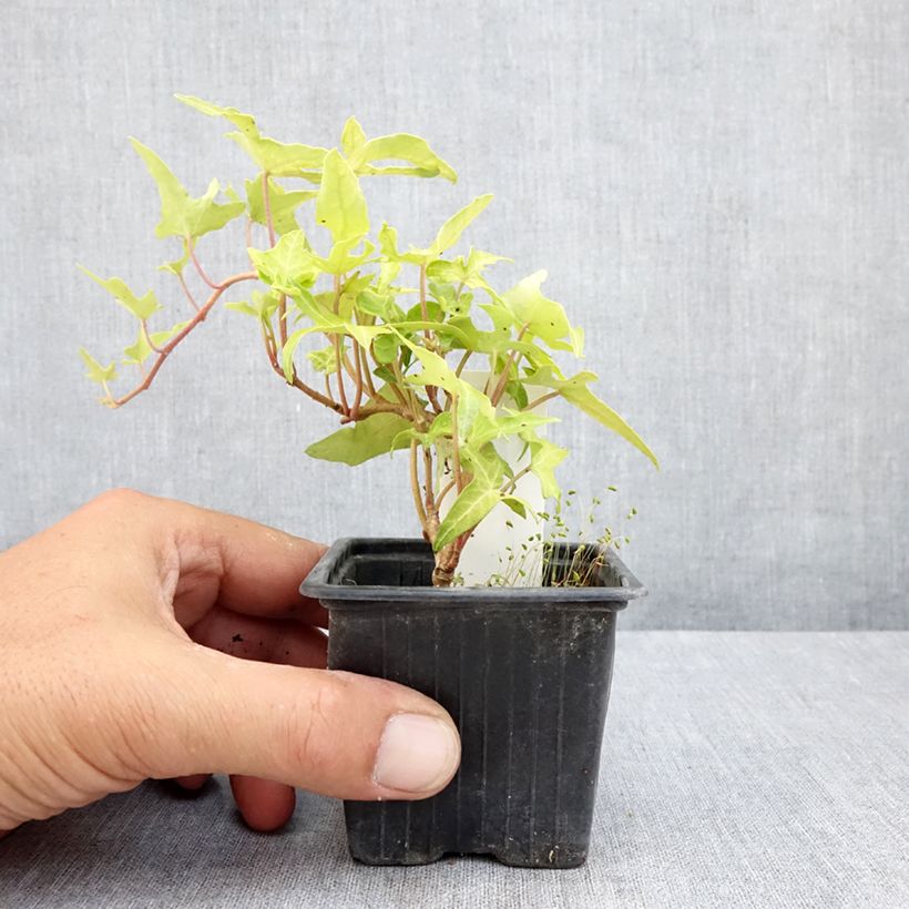 Esemplare di Hedera helix Courage - Edera Vasetto da 8/9 cm consegnato in estate
