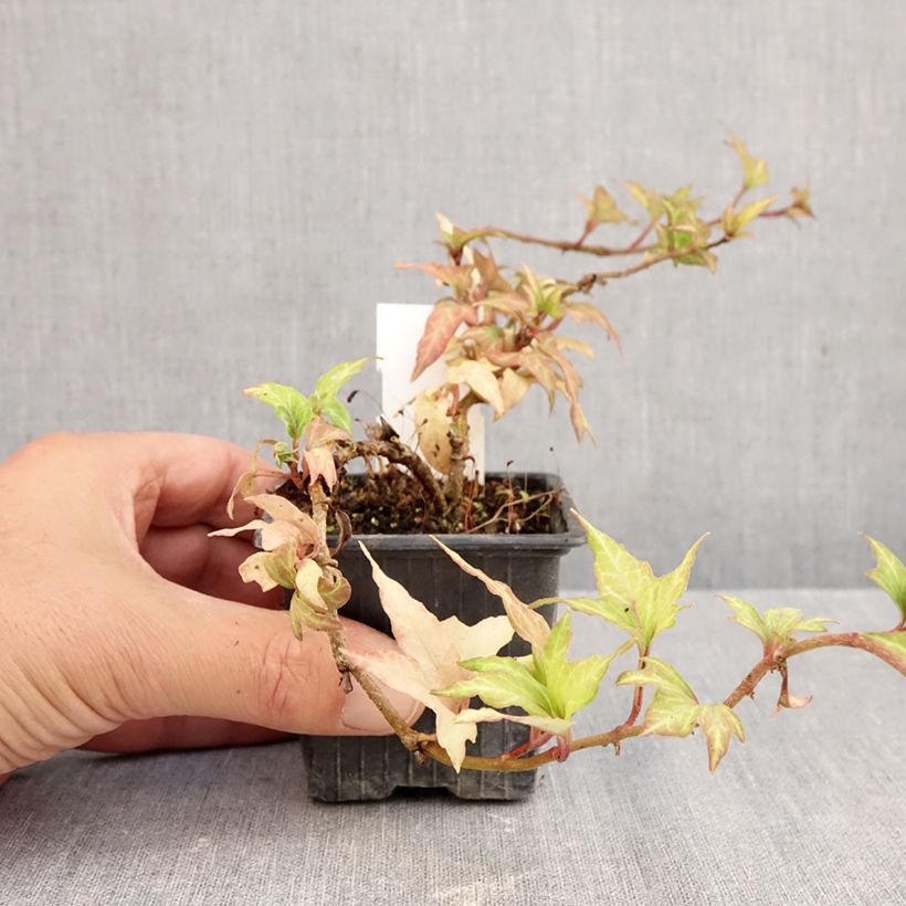 Esemplare di Lierre commun - Hedera helix Cross Switch Godet de 8/9 cm come consegnato in autunno