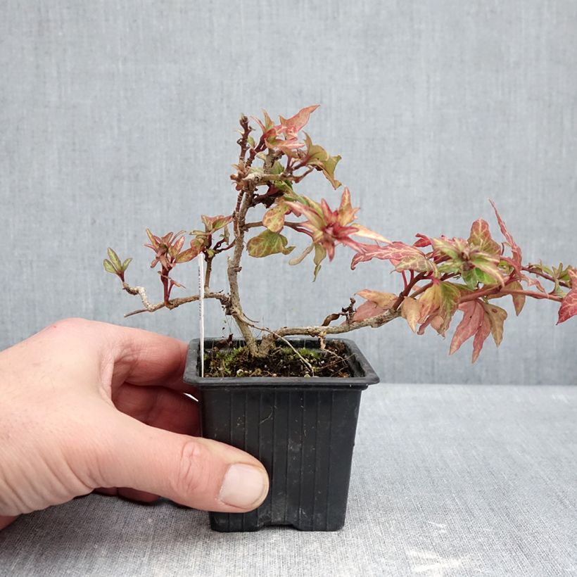 Hedera helix Cross Switch - Edera Vasetto da 8/9 cm esemplare consegnato in inverno