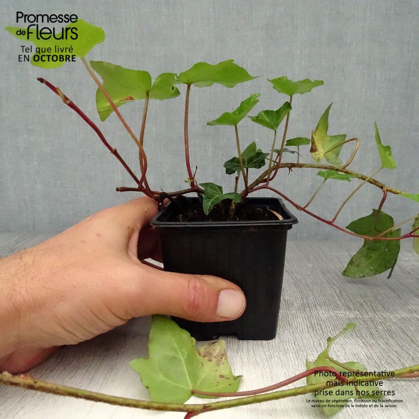 Esemplare di Hedera helix - Edera comune Vasetto da 8/9 cm come consegnato in autunno