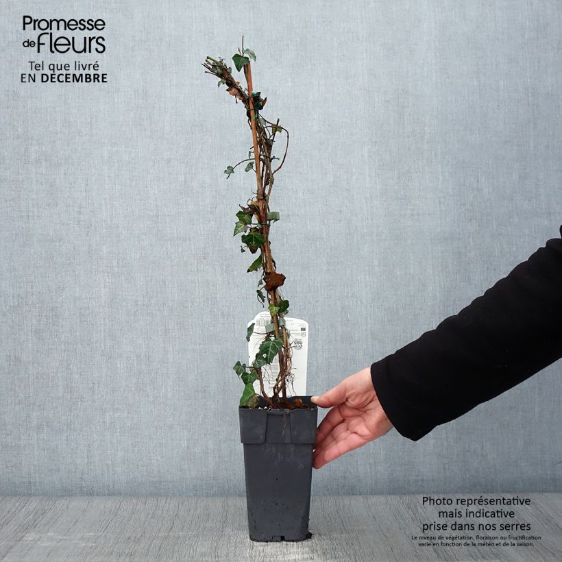 Esemplare di Hedera helix - Edera comune Vaso da 1L/1,5L come consegnato in autunno