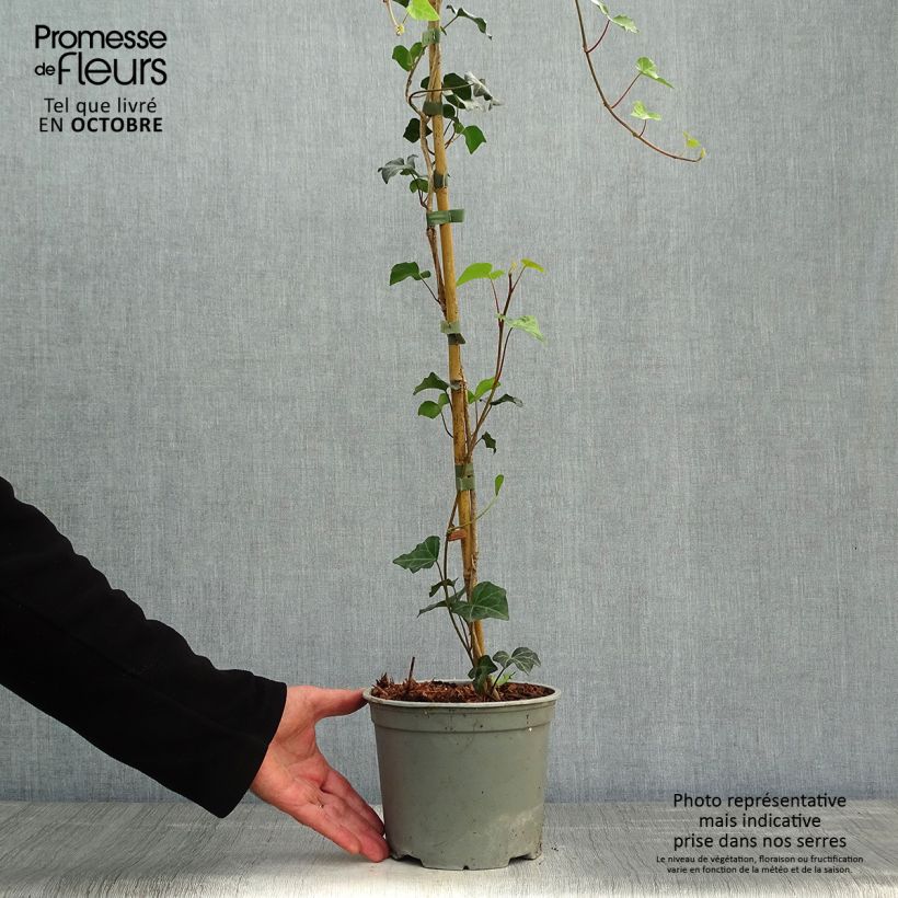 Esemplare di Hedera helix - Edera comune Vaso da 2L/3L come consegnato in autunno