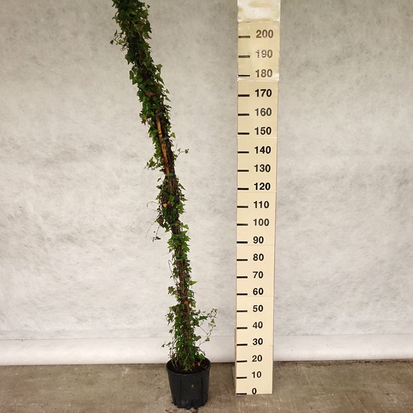 Hedera helix - Edera comune Vaso da 4L/5L esemplare consegnato in primavera