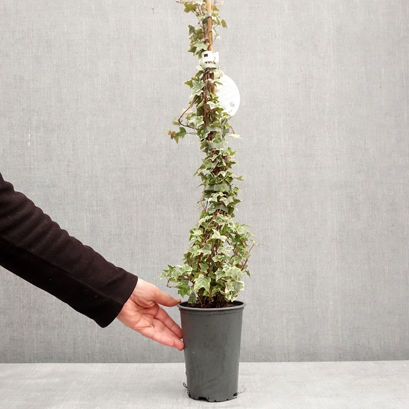Hedera helix Eva - Edera variegata Vaso da 2L/3L esemplare consegnato in inverno