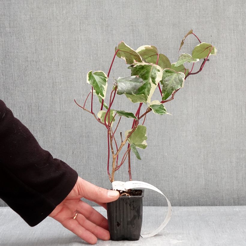 Hedera helix Eva - Edera variegata Vasetto da 8/9 cm esemplare consegnato in inverno