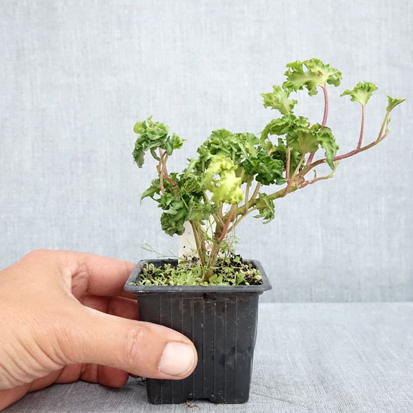 Hedera helix Filigran - Edera Vasetto da 8/9 cm esemplare consegnato in primavera