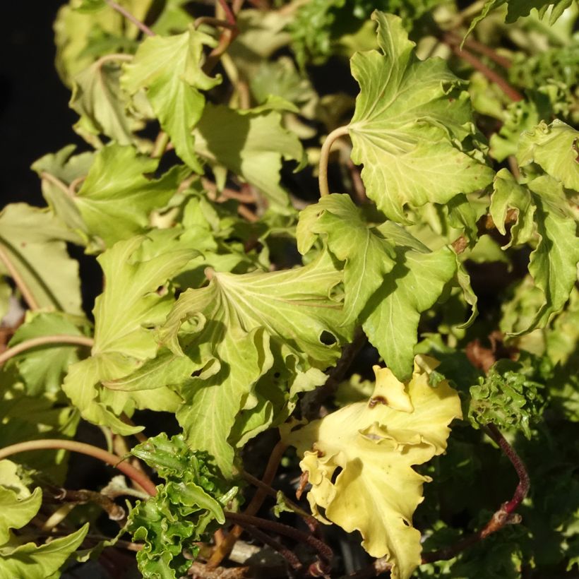 Hedera helix Filigran - Edera (Fogliame)