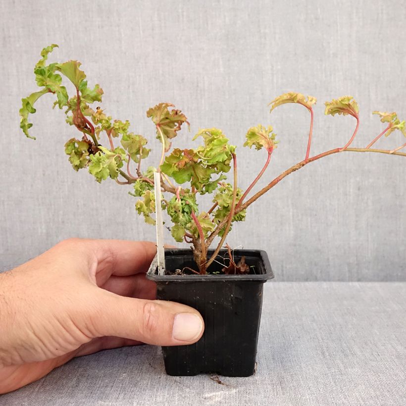 Esemplare di Hedera helix Filigran - Edera Vasetto da 8/9 cm come consegnato in autunno