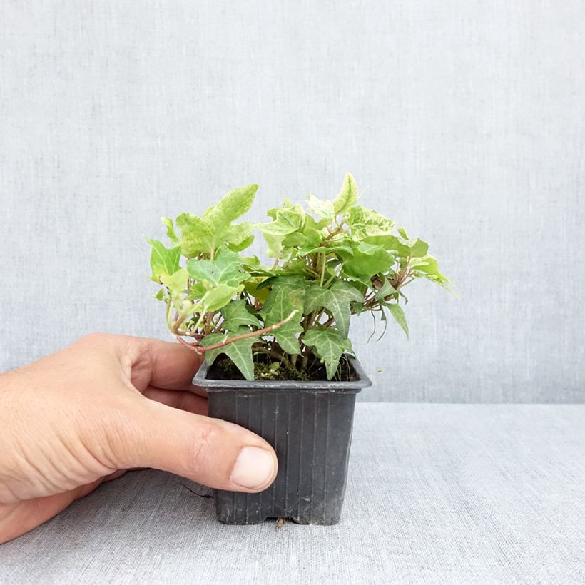Hedera helix Frosty - Edera Vasetto da 8/9 cm esemplare consegnato in primavera