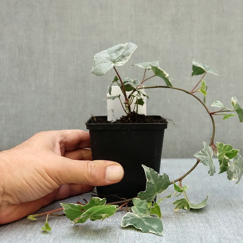 Esemplare di Hedera helix Glacier - Edera variegata Vasetto da 8/9 cm come consegnato in autunno
